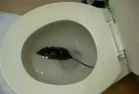 透天廁所在中間 家裡有死老鼠怎麼辦